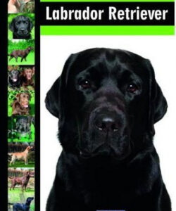 K.LABRADOR-RETRIEWER-PORADNIK