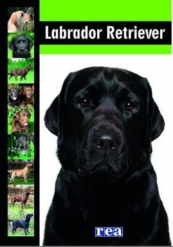 labrador-retriever-rea-zbiorowa-praca K.LABRADOR-RETRIEWER-PORADNIK